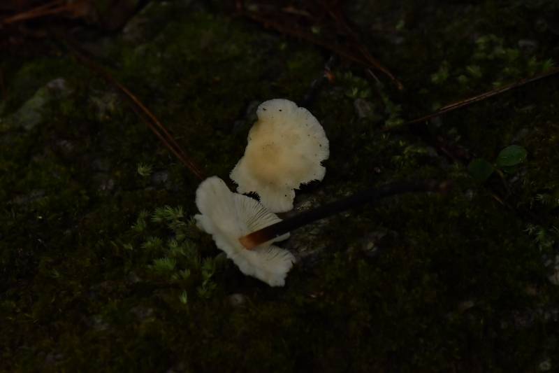 芸苔裸脚伞近缘种
