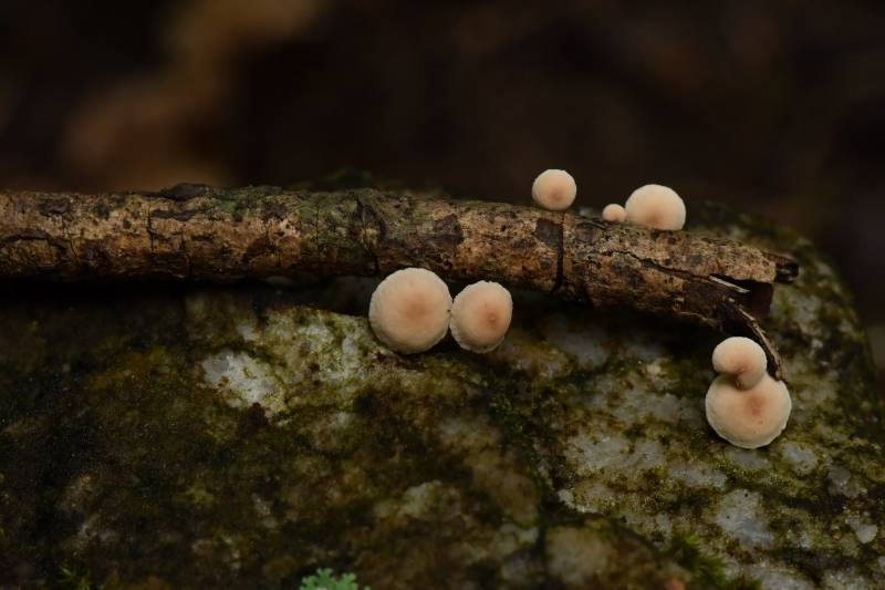 拟金钱菌一种