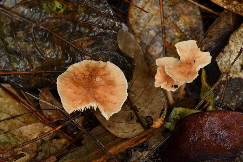 芸苔裸脚伞近缘种