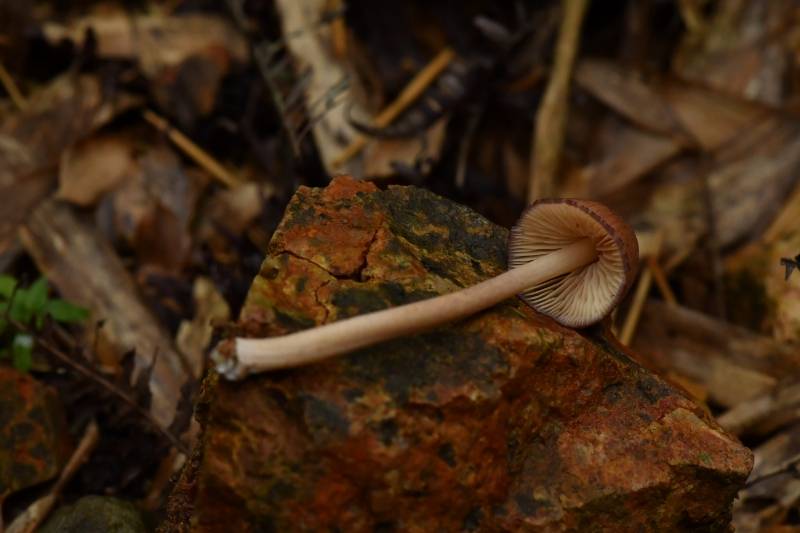 粉褶菌