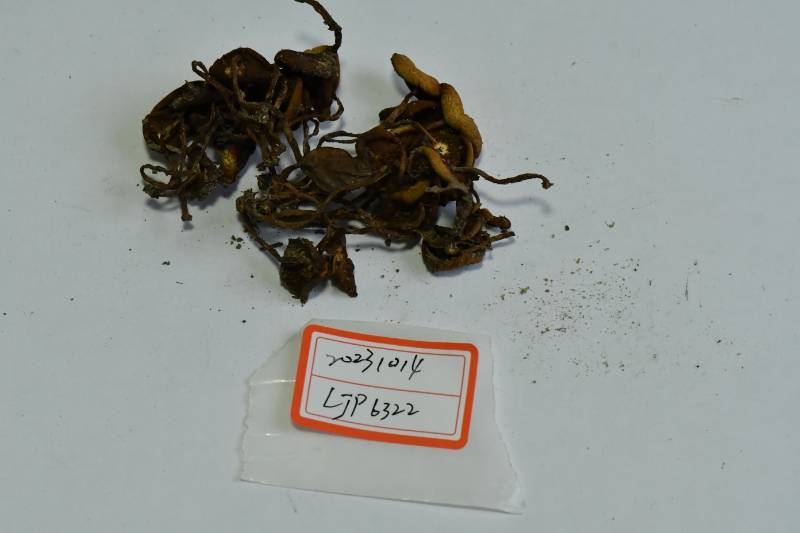 库恩菇