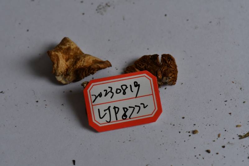 靴耳