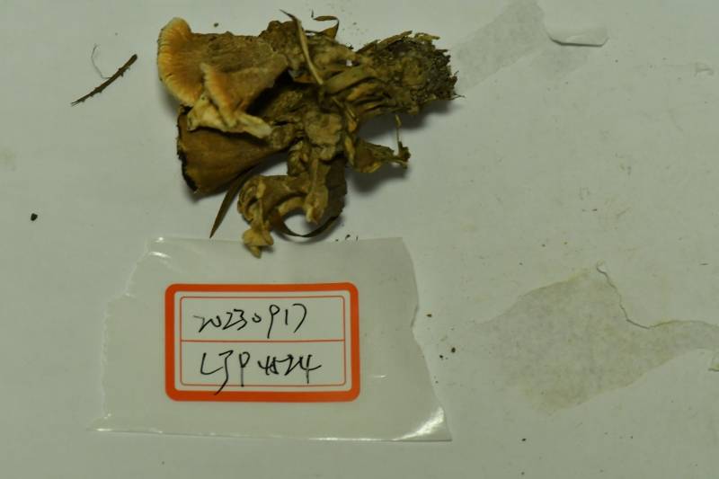 橙黄革菌
