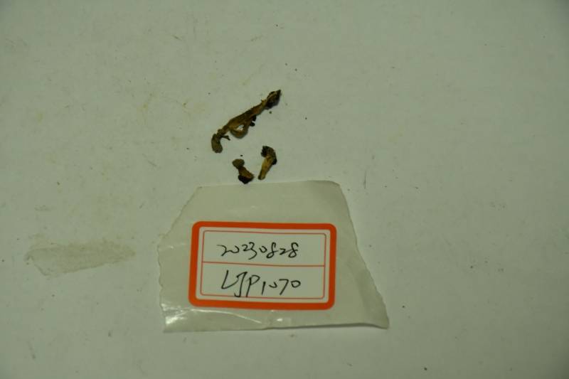 锤舌菌
