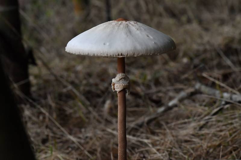 脱皮大环柄菇