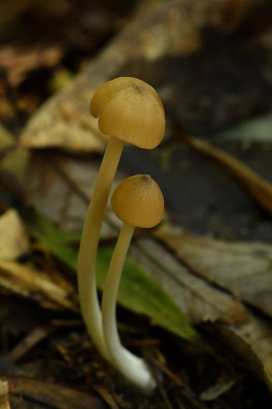 粉褶菌