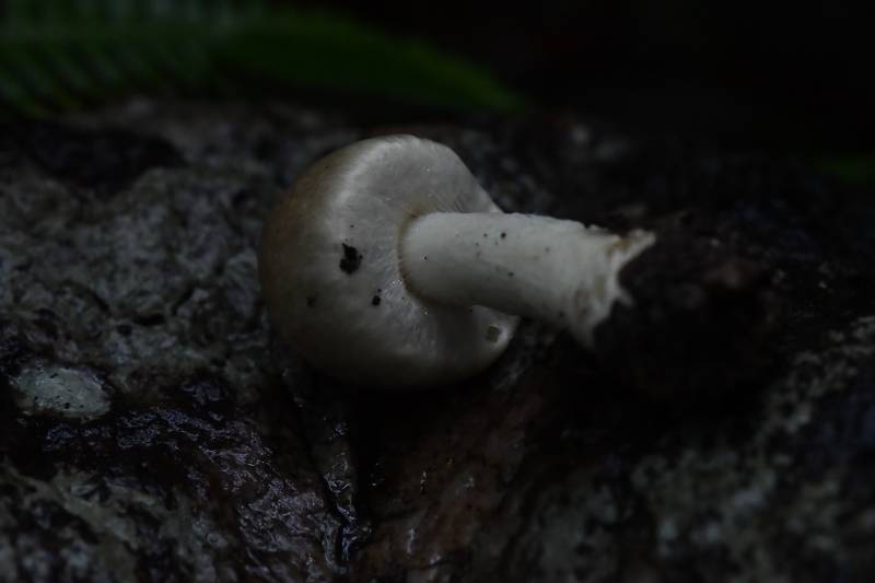 标本照片