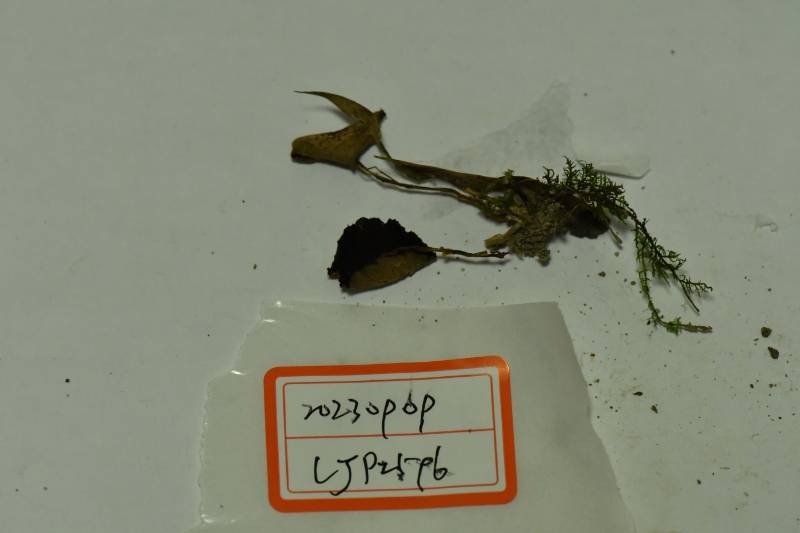 蘑菇属一种