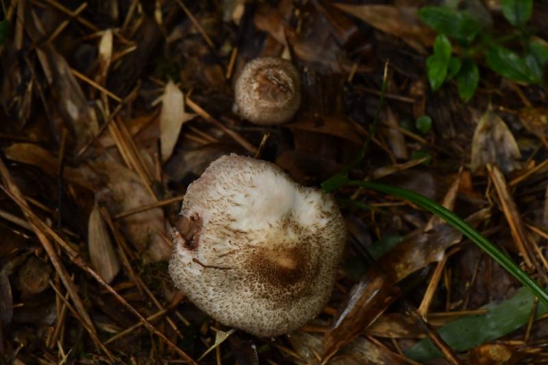 高柄蘑菇