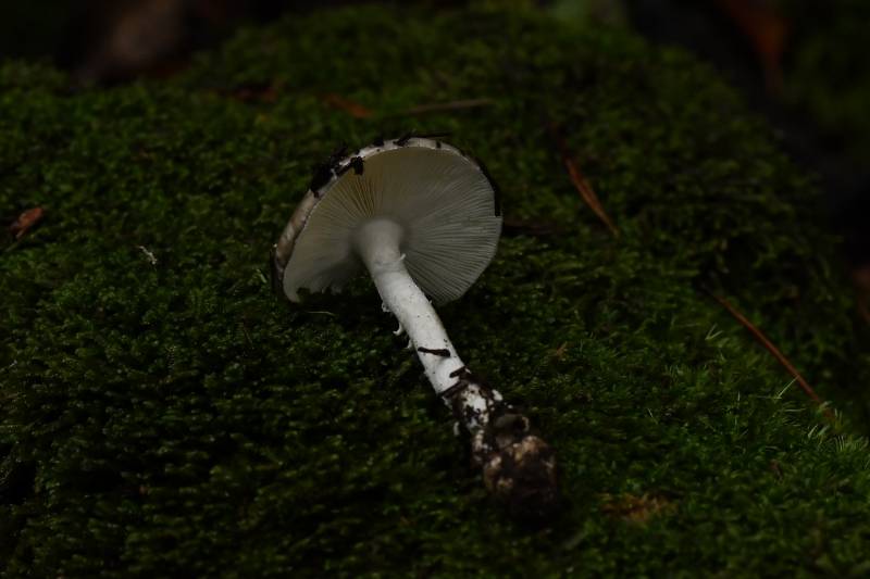 标本照片