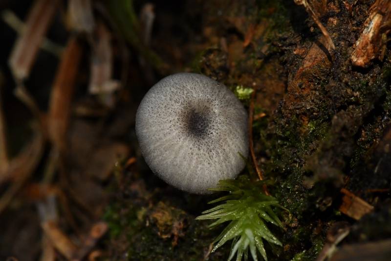 粉褶菌
