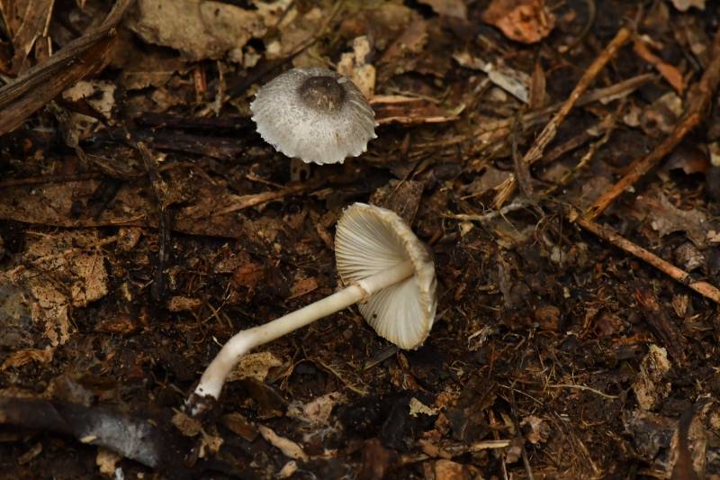 黑顶环柄菇近似种