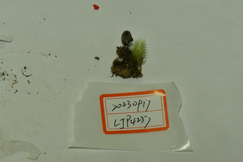 粉褶菌