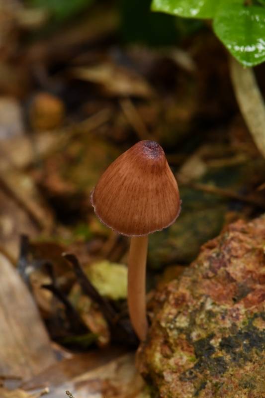 粉褶菌