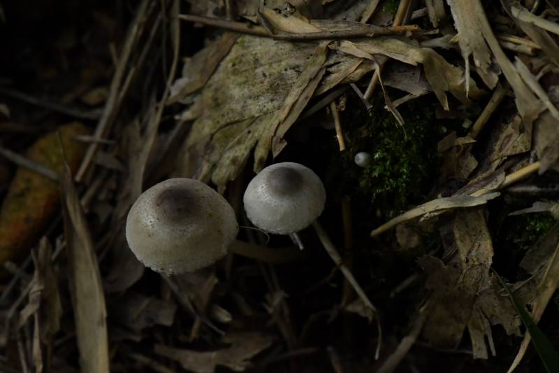 黑顶环柄菇近似种