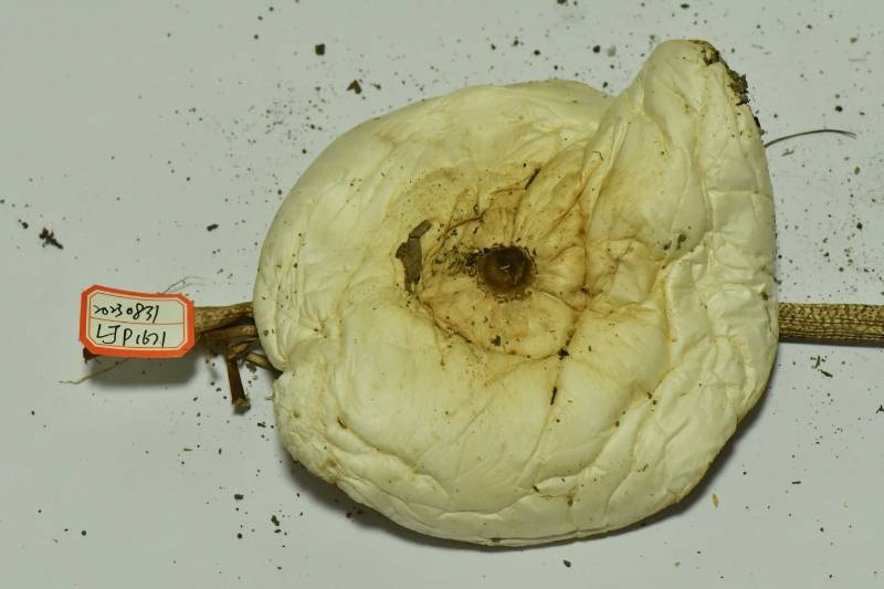 脱皮大环柄菇