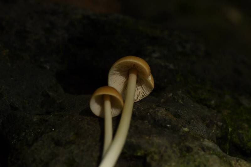 粉褶菌