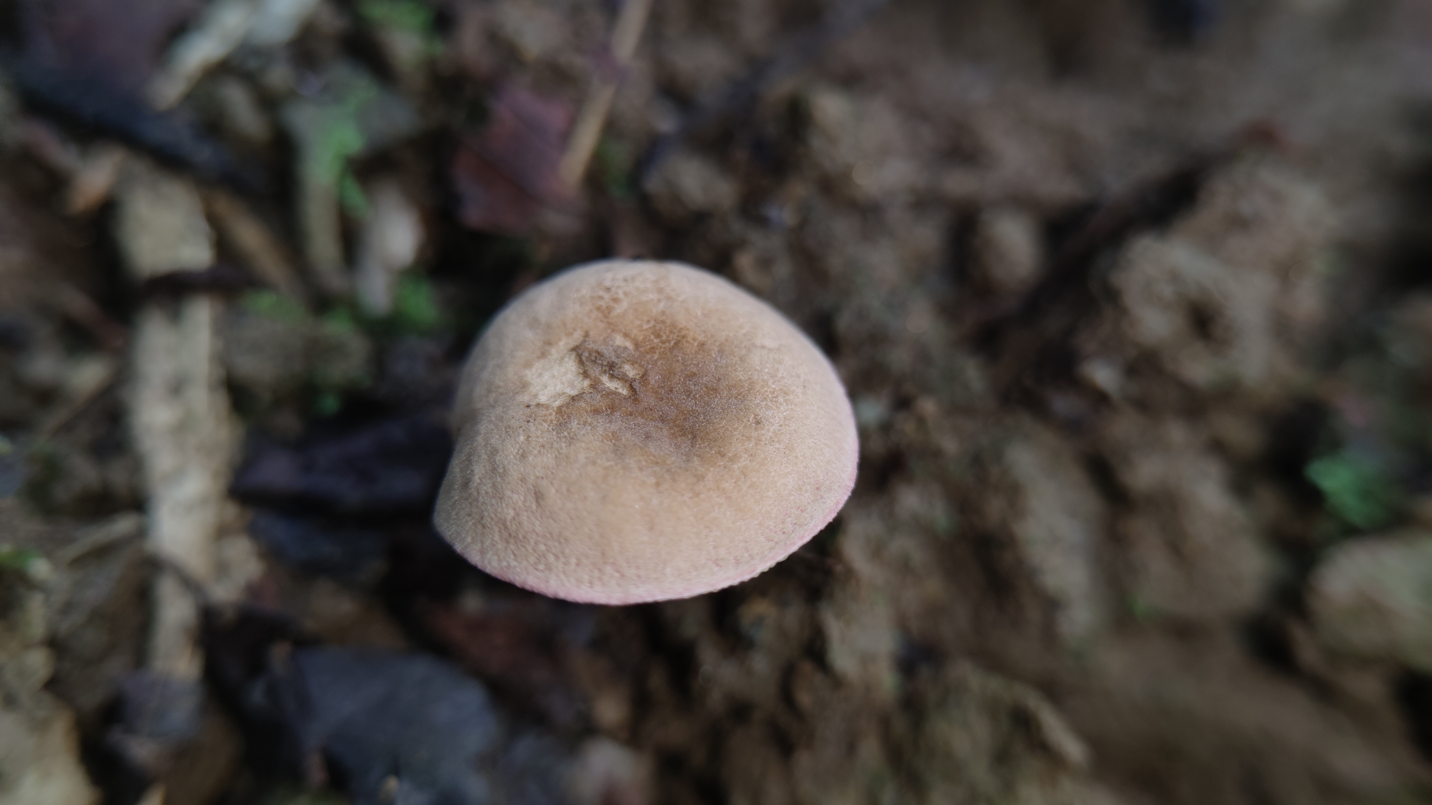 林谷庭院牛肝菌