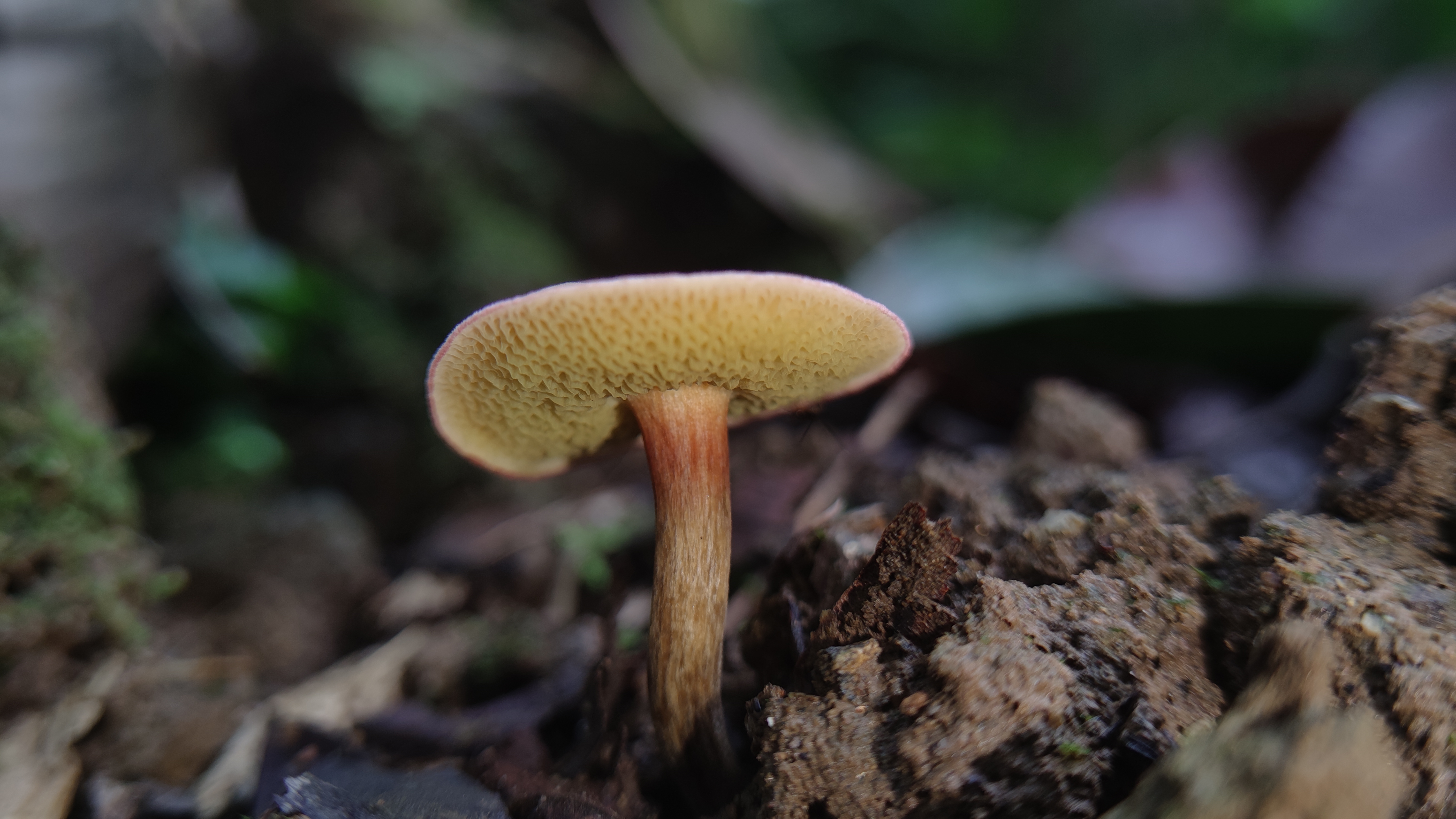 林谷庭院牛肝菌