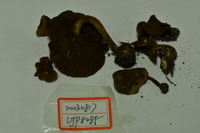 褶孔牛肝菌属