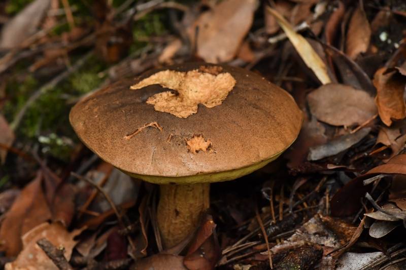变蓝红皱盖牛肝菌