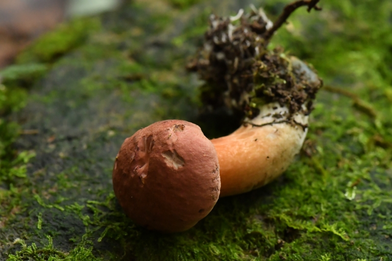 隐纹条孢牛肝菌