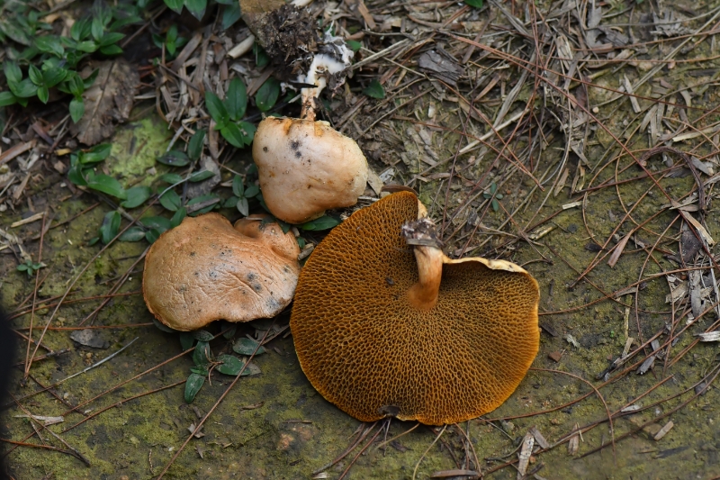 空柄乳牛肝菌