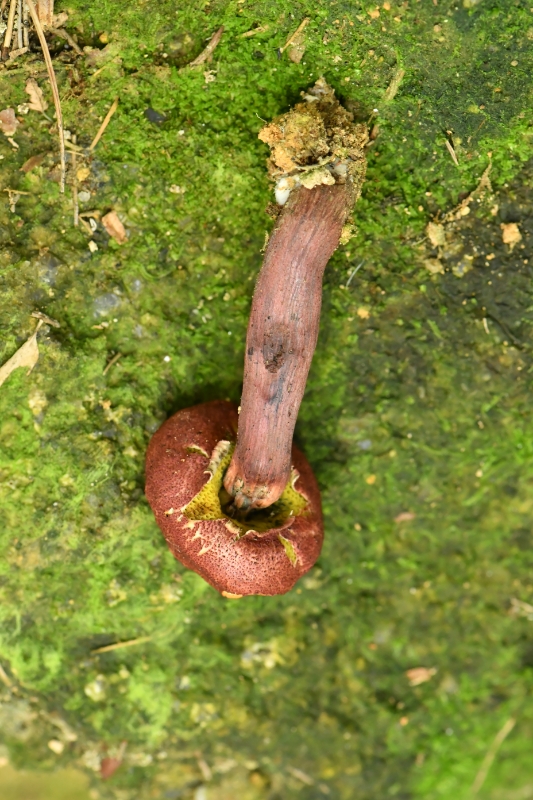 金肉条孢牛肝菌