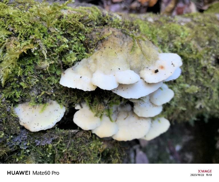 标本照片