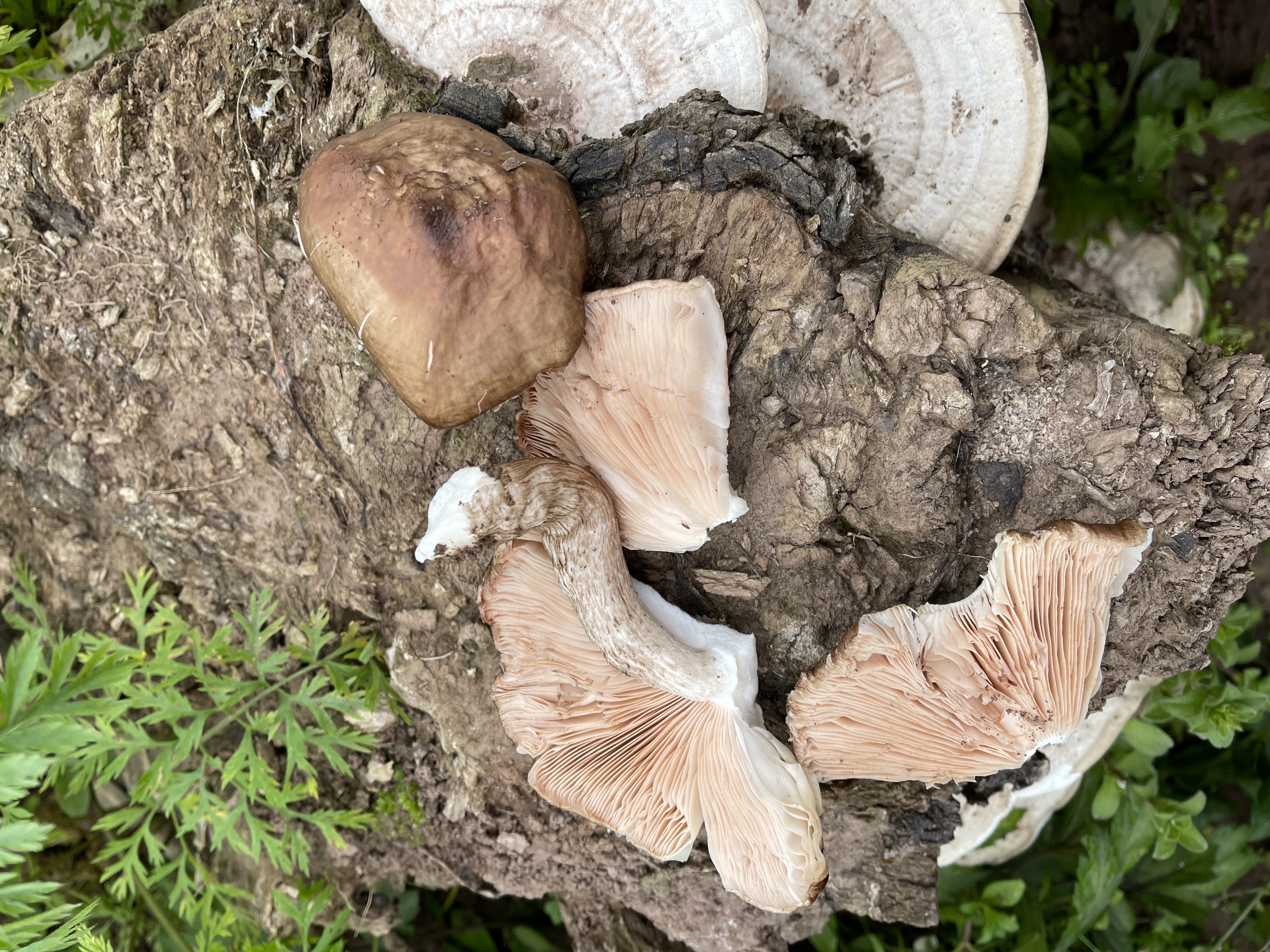 灰光柄菇