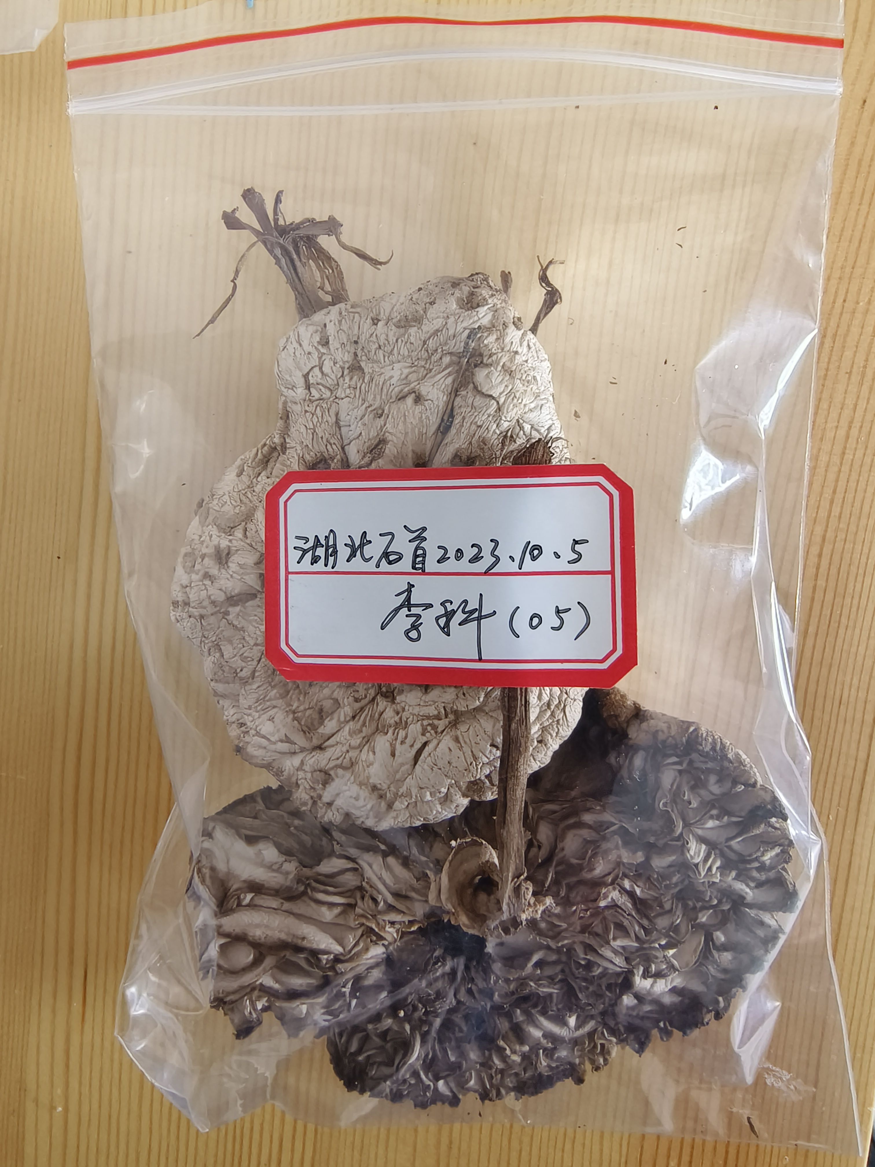 脱皮大环柄菇