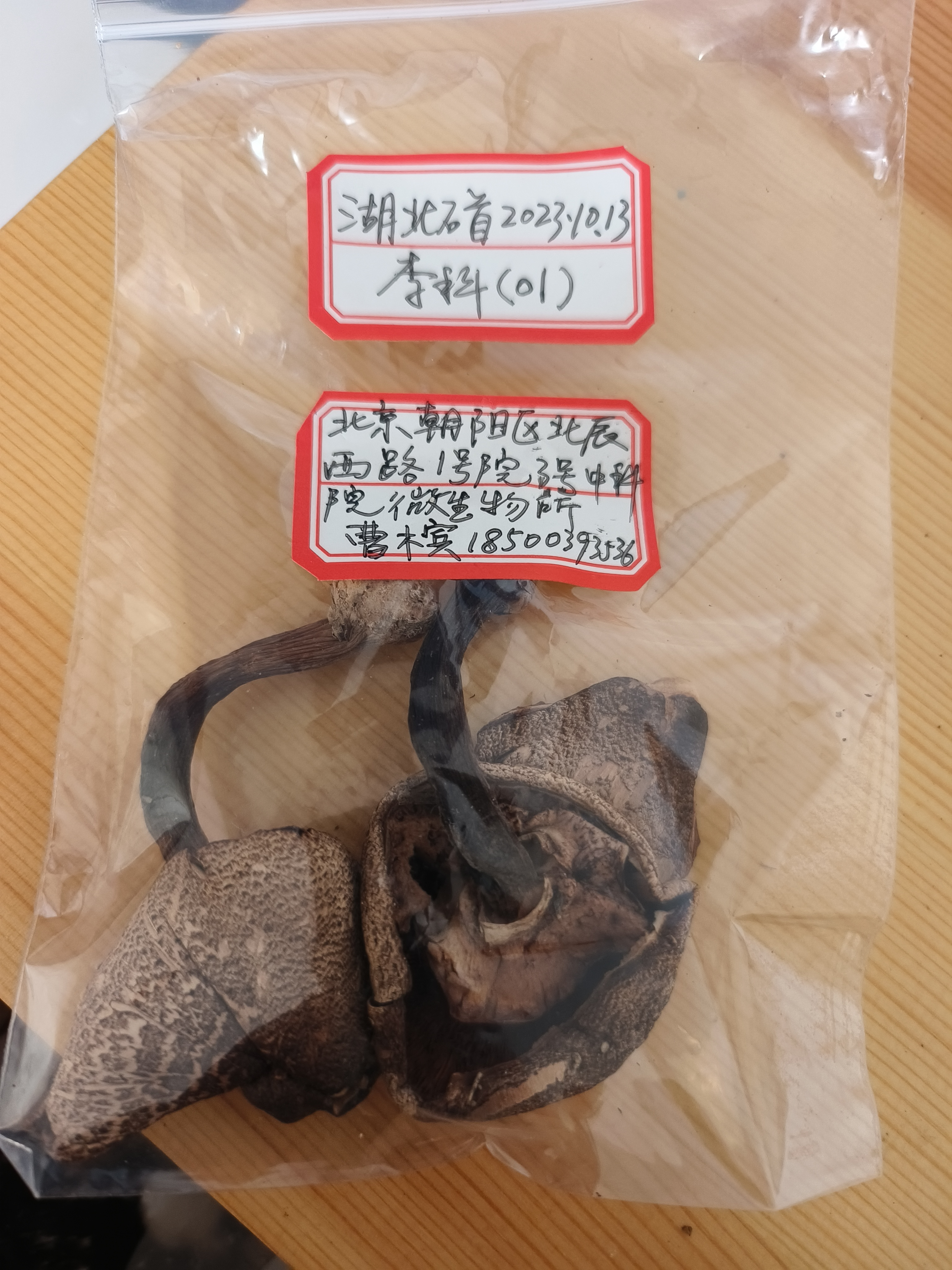 大理蘑菇