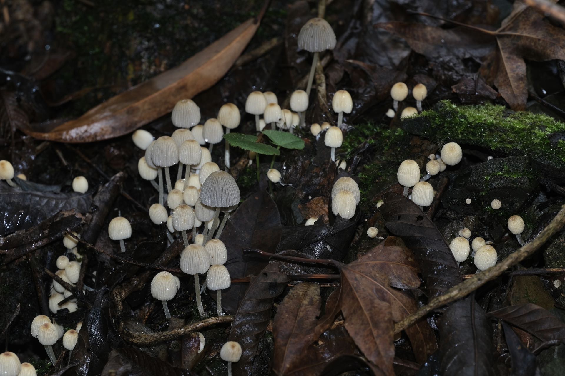 玉兰小鬼伞