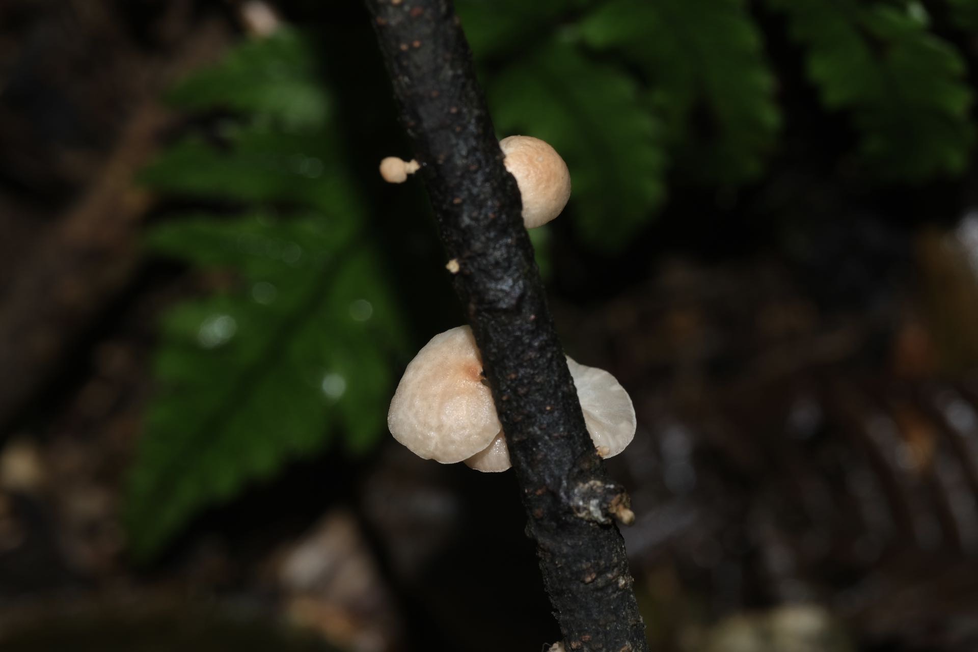 微菇一种