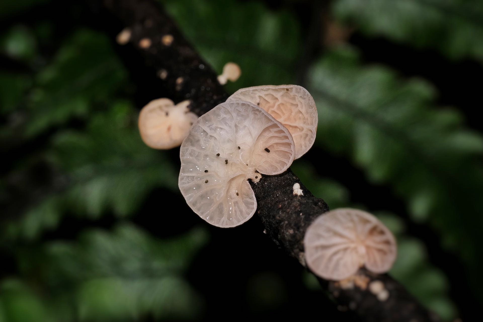 微菇一种