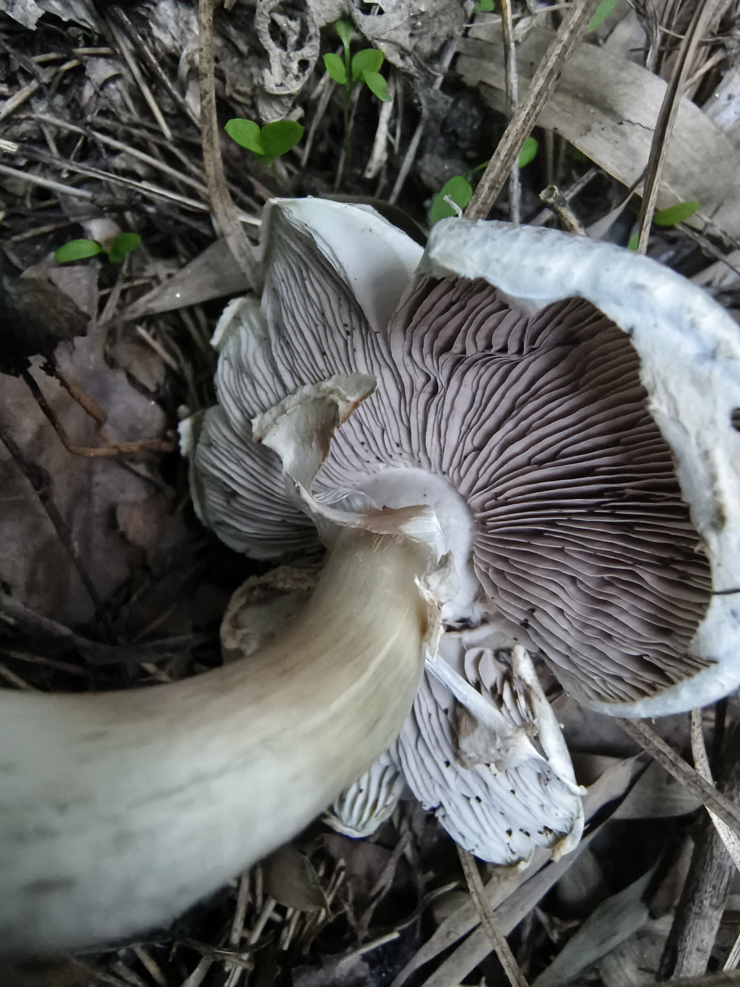 暗顶蘑菇