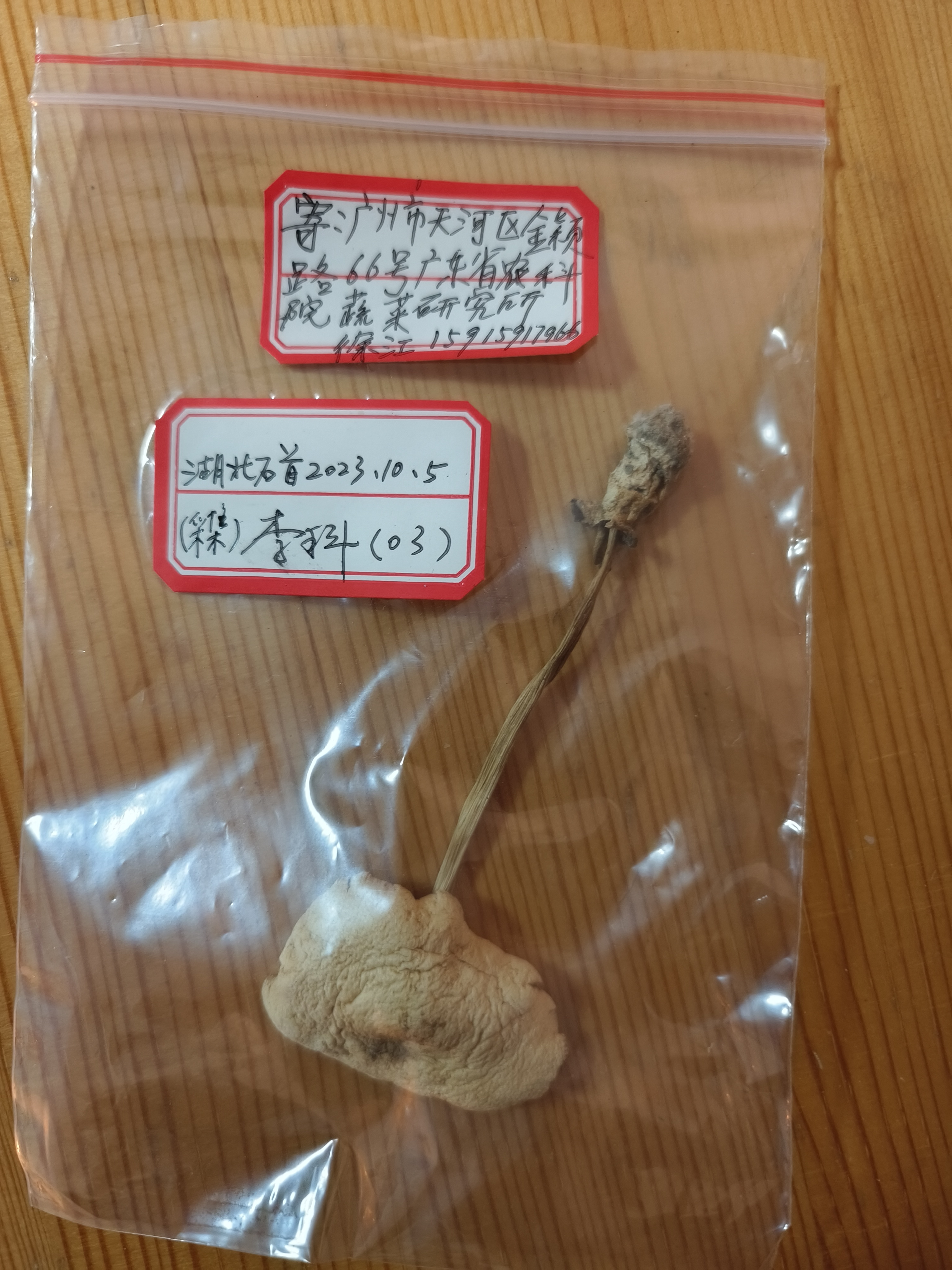 雪白草菇
