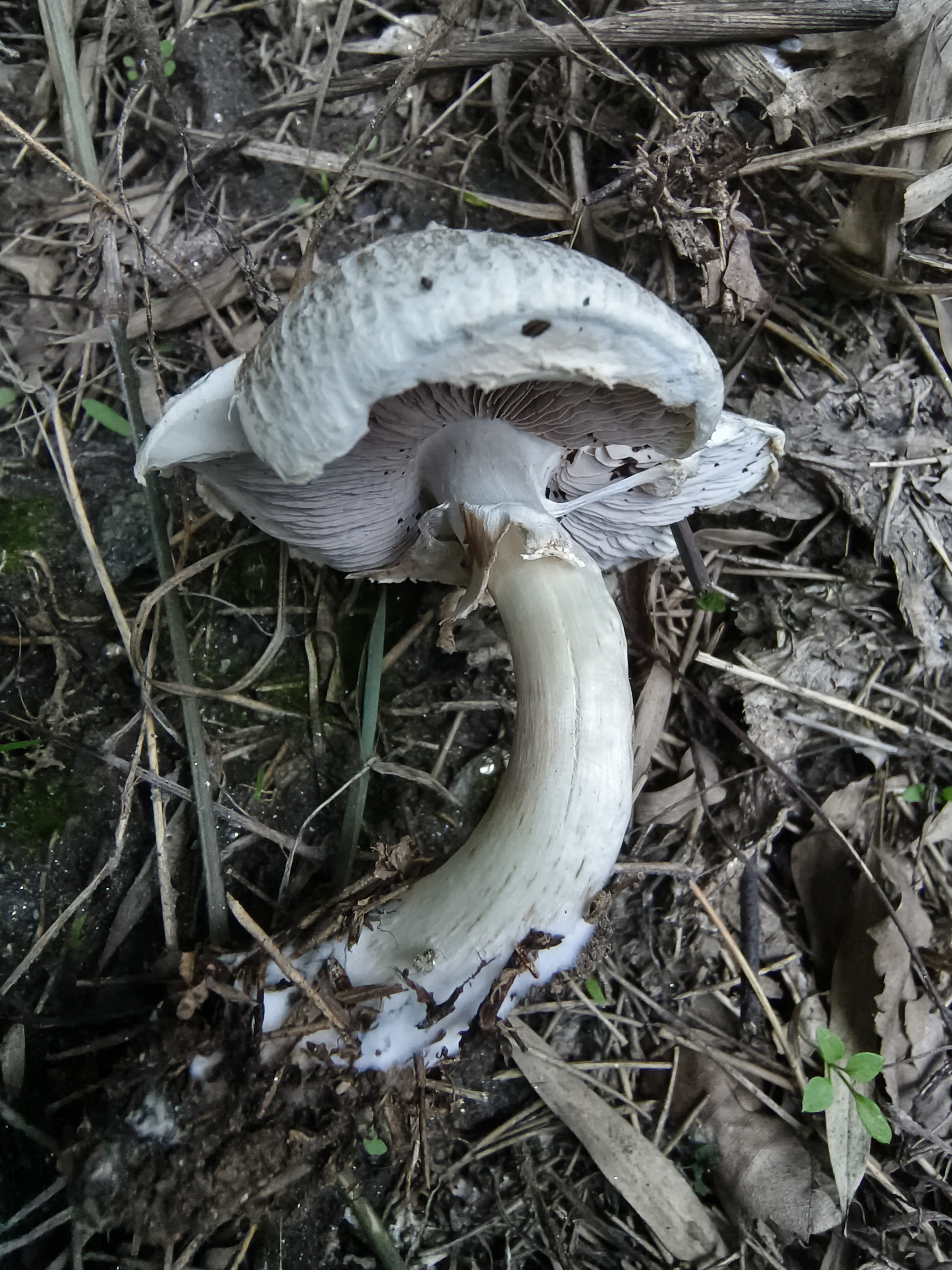 暗顶蘑菇