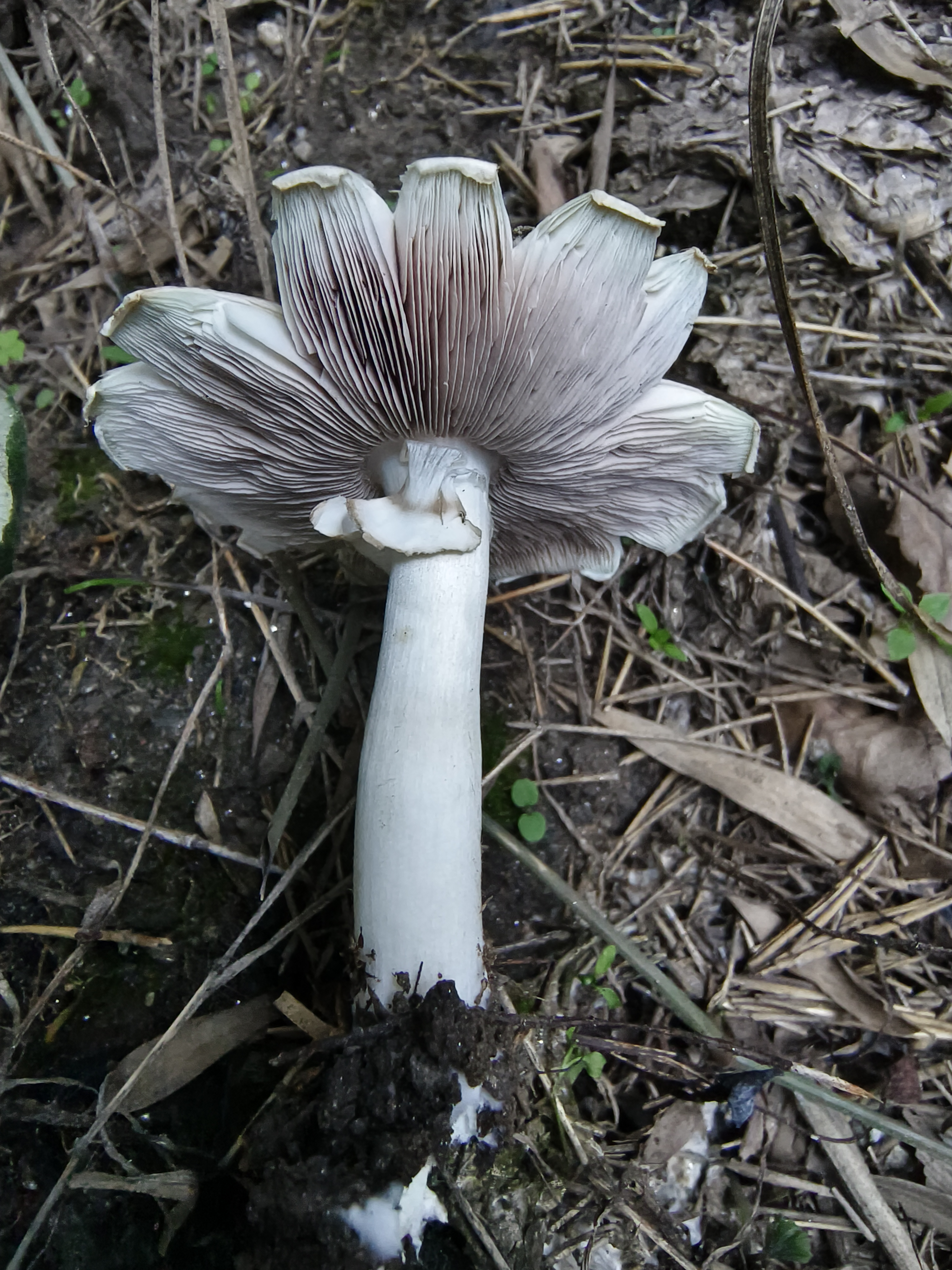 暗顶蘑菇