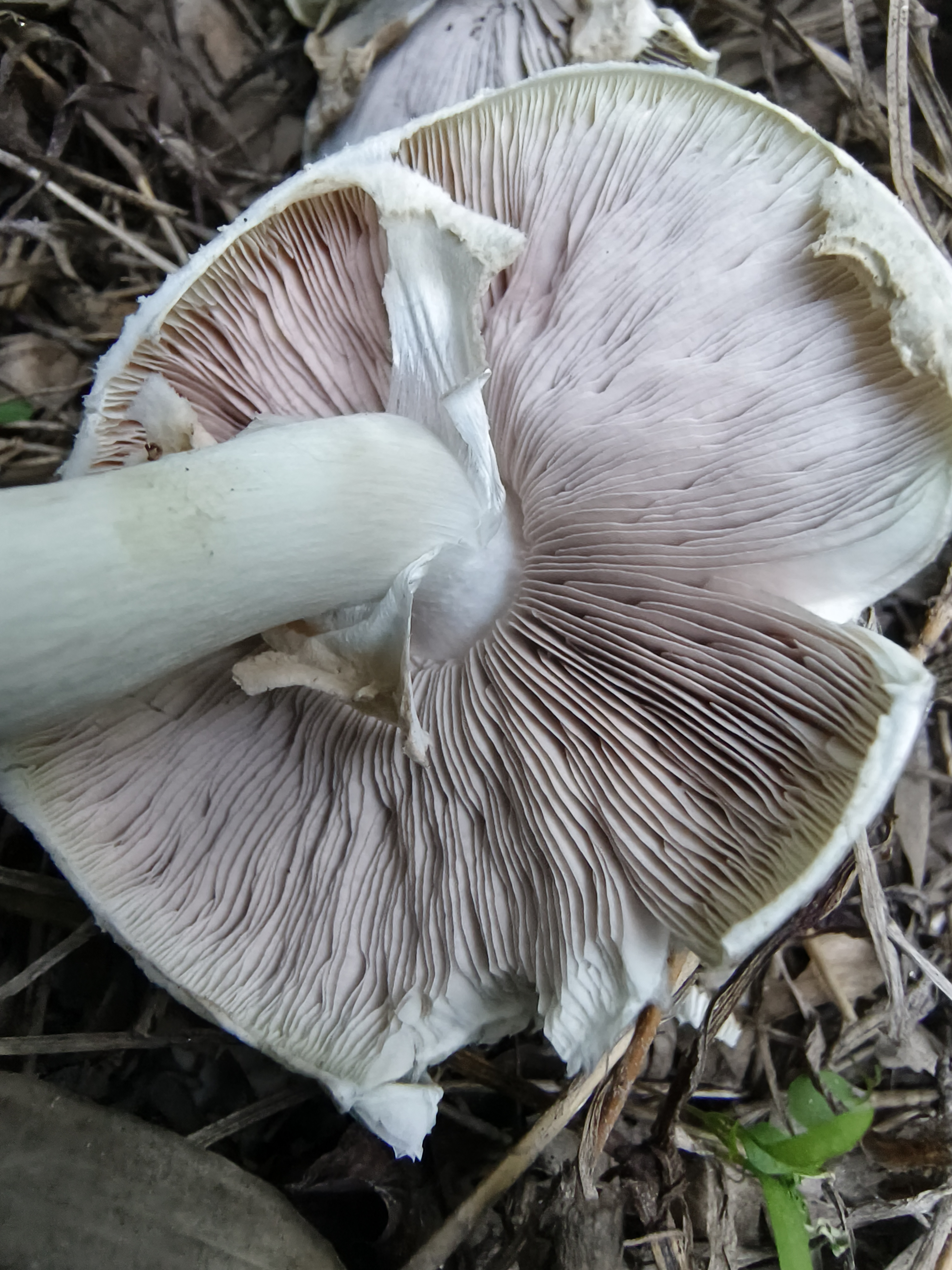 暗顶蘑菇