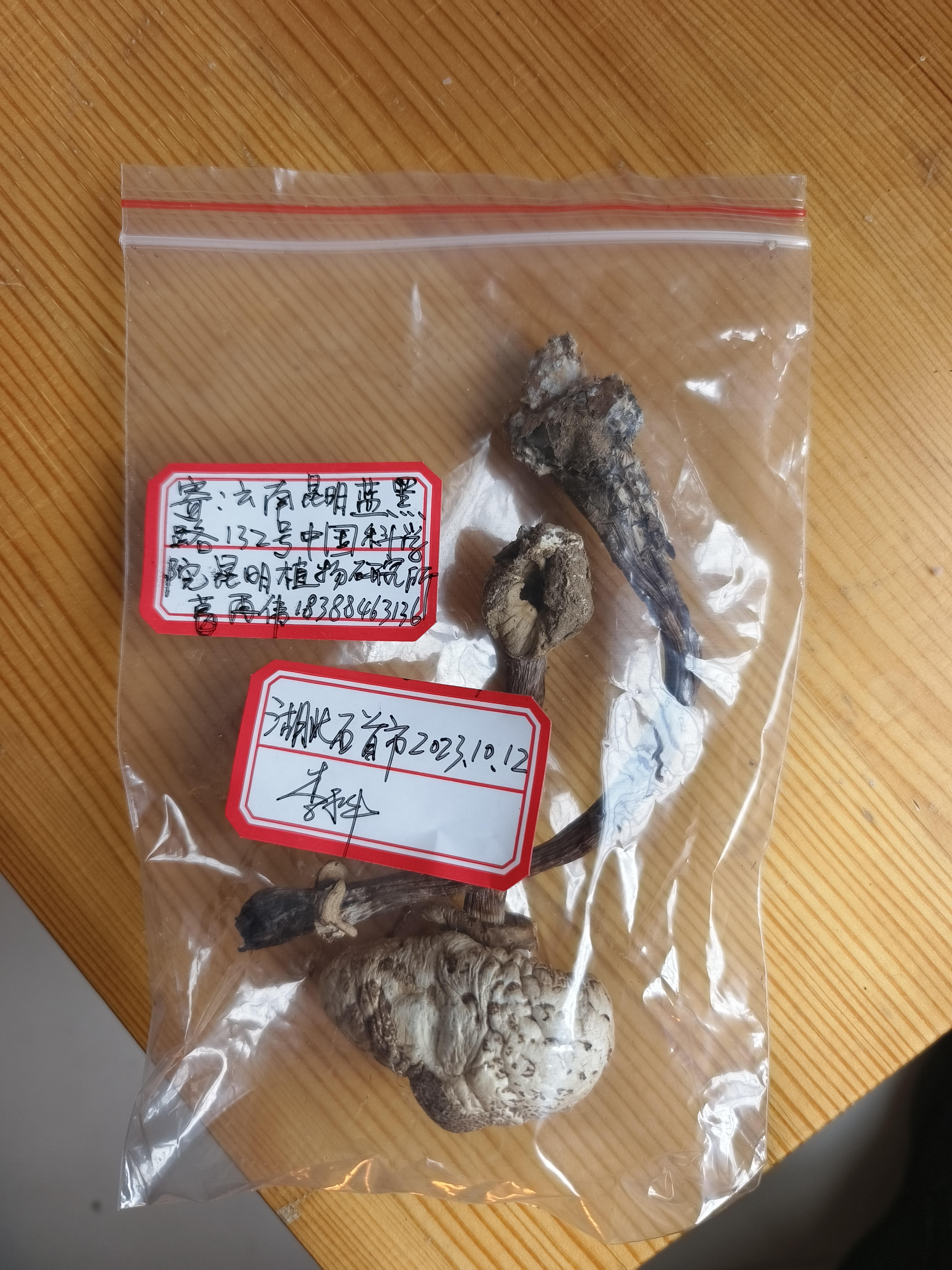 青褶伞