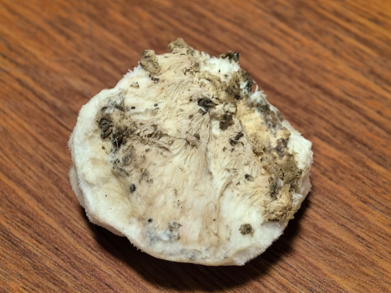 标本照片