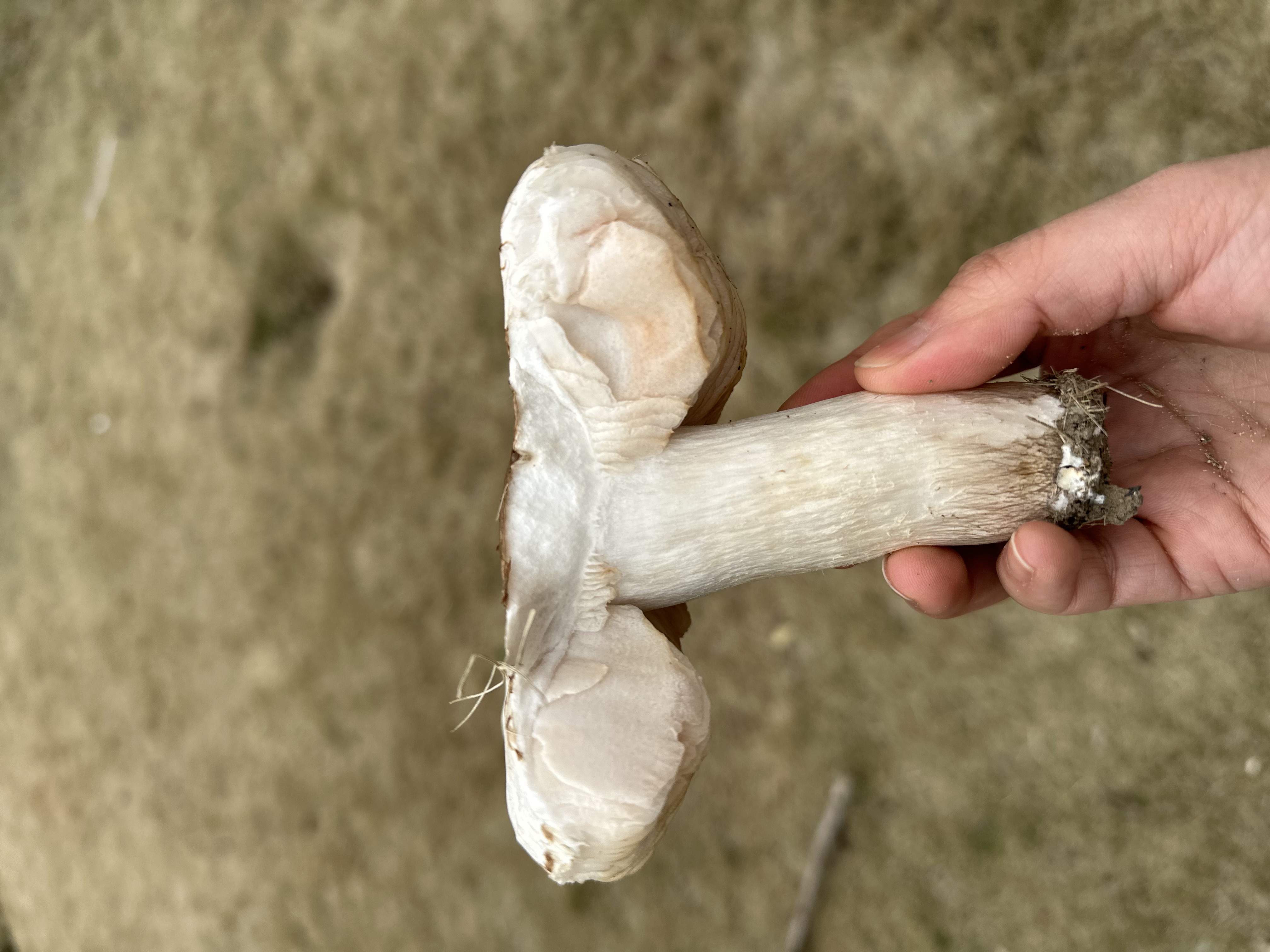 帽盖光柄菇