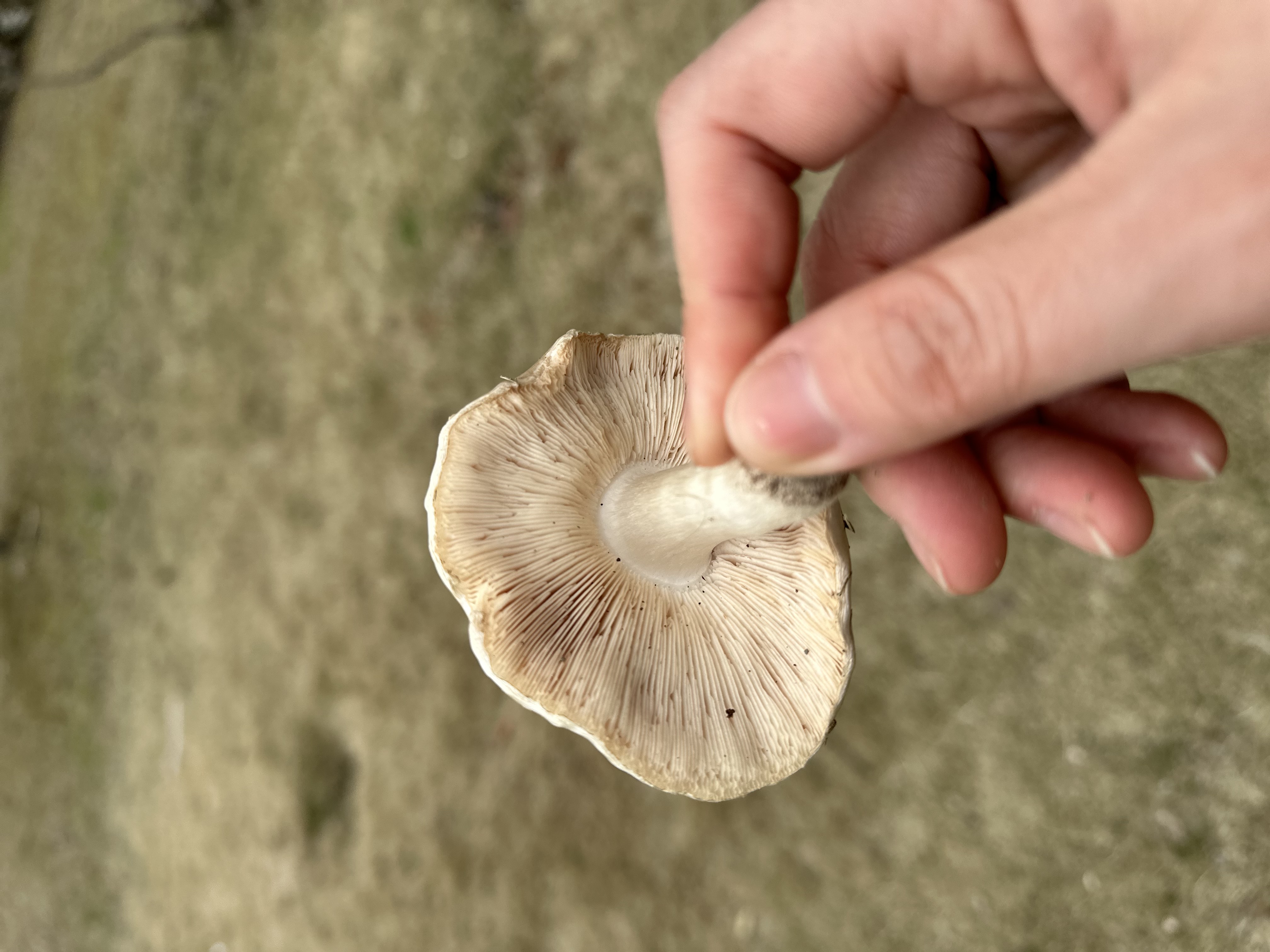 帽盖光柄菇