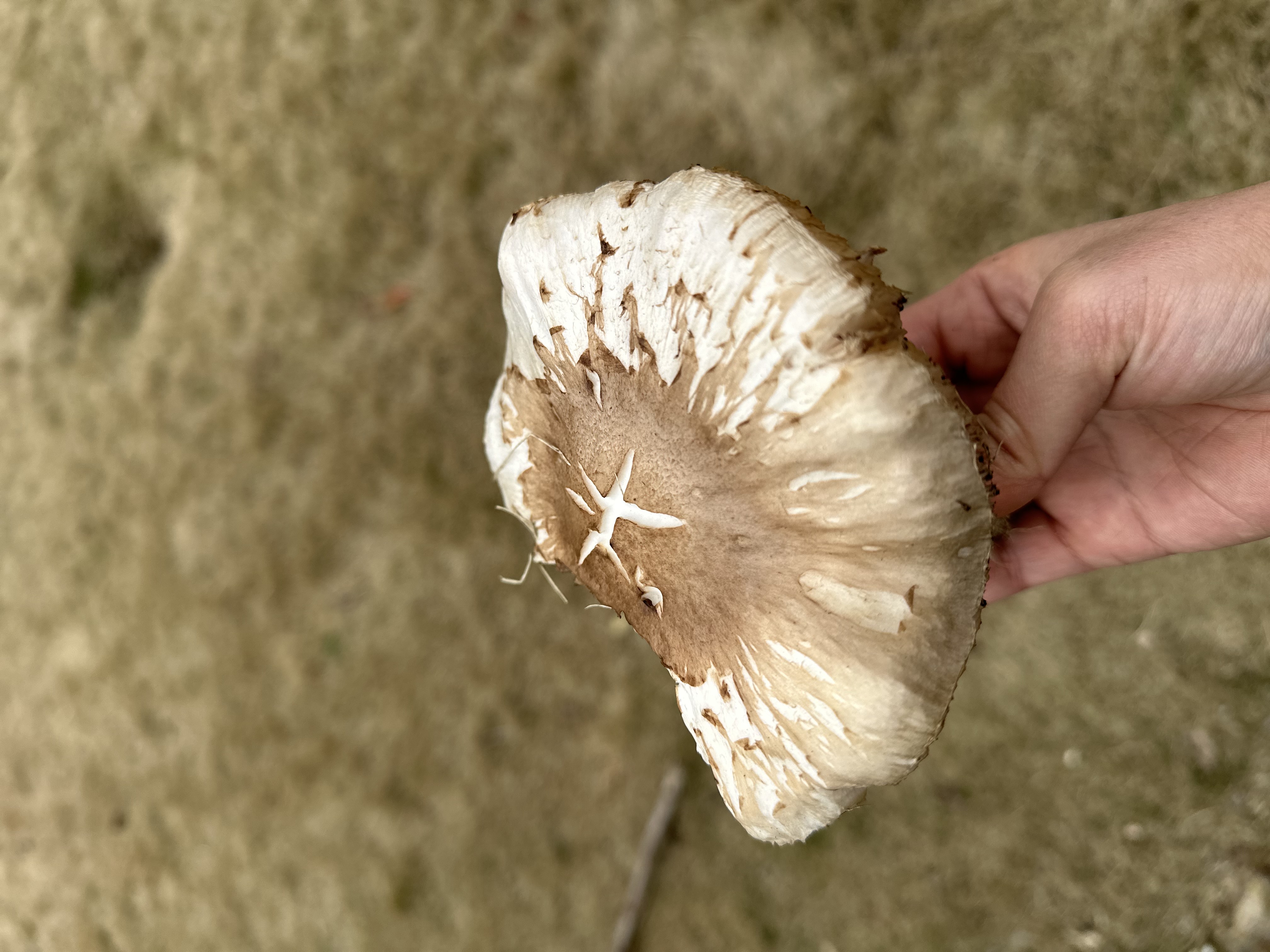 帽盖光柄菇