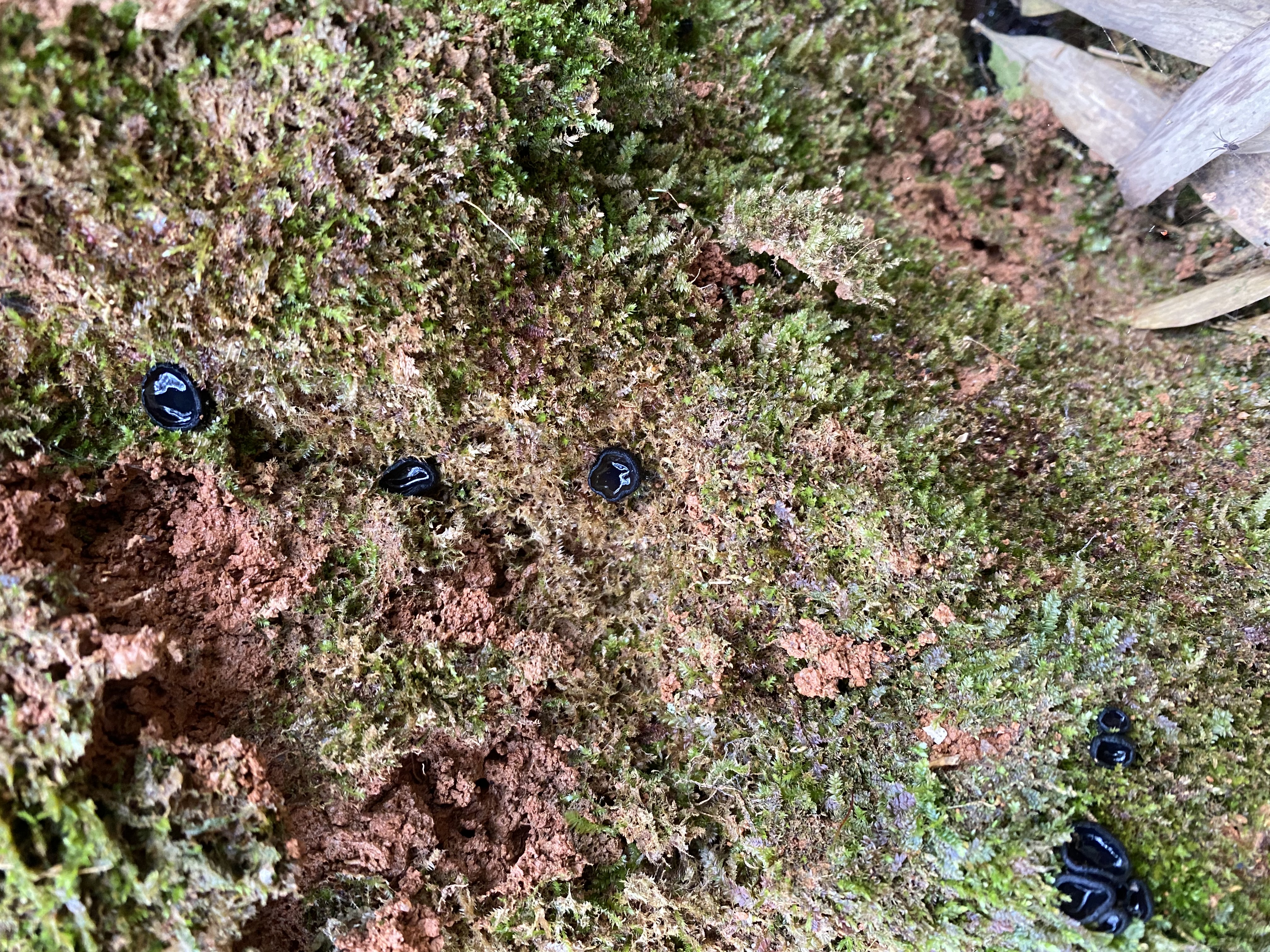 假暗盘菌属