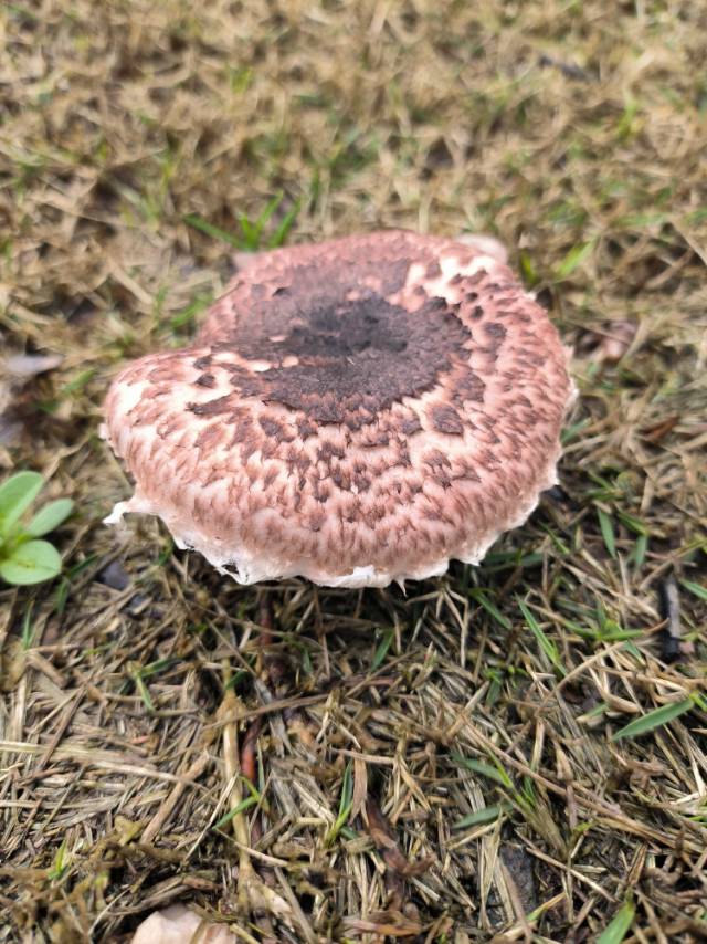 铜褐蘑菇
