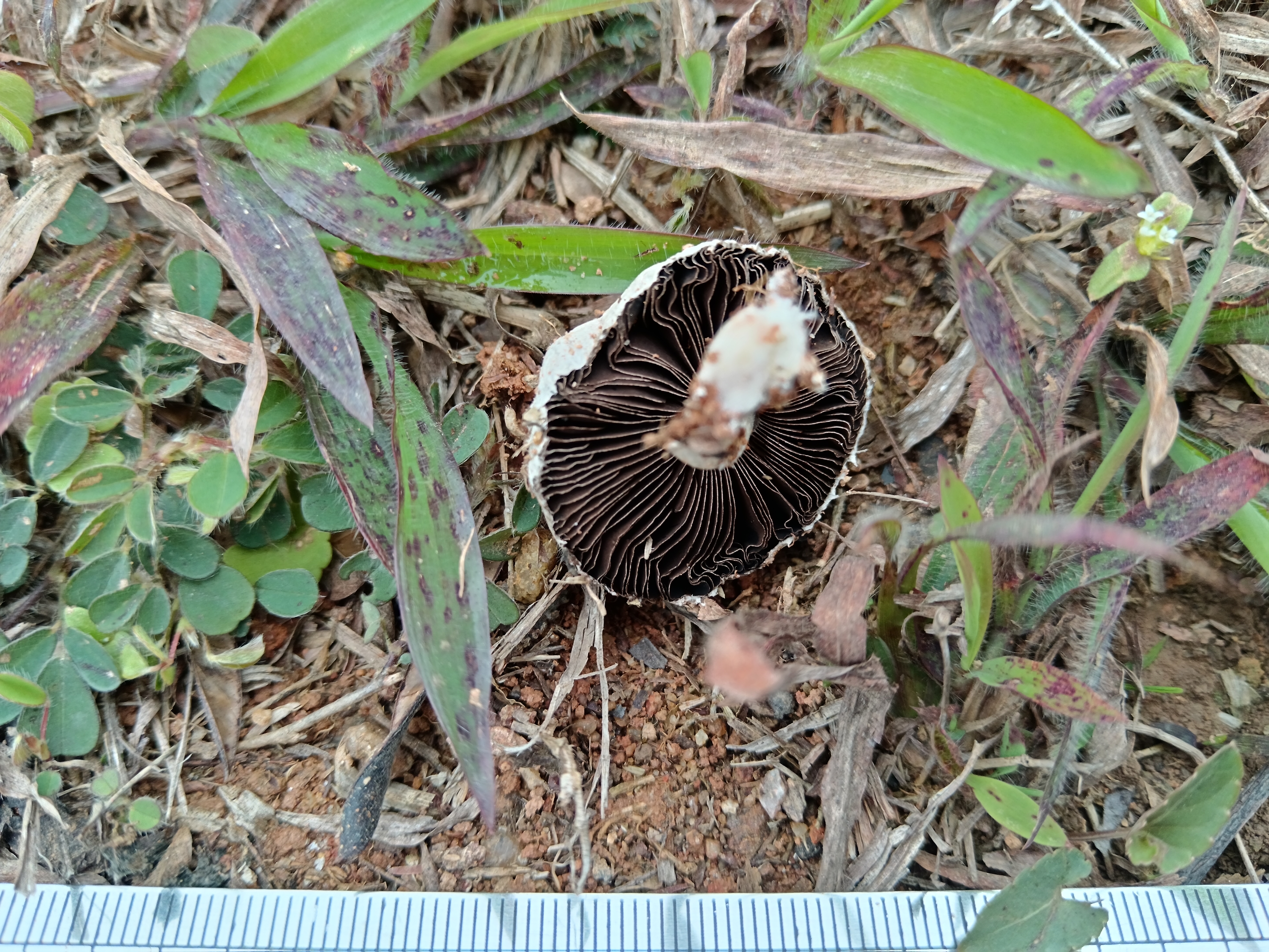疑似新种