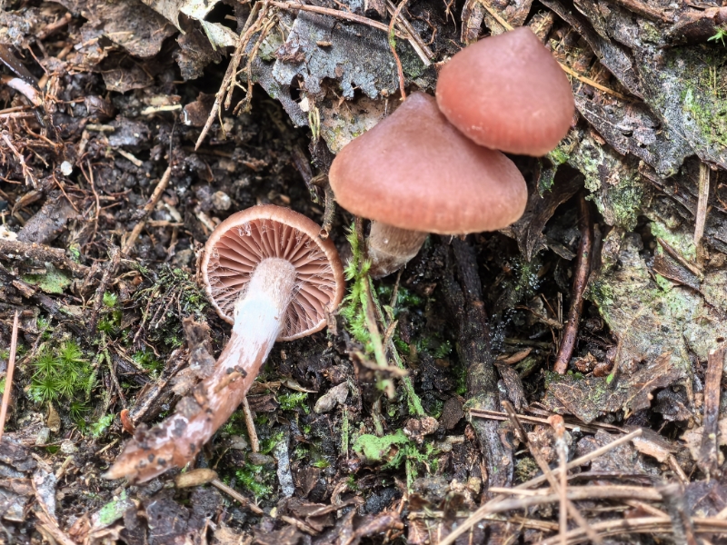丝膜菌