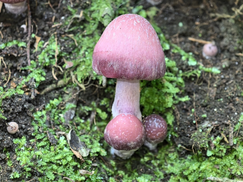丝膜菌属